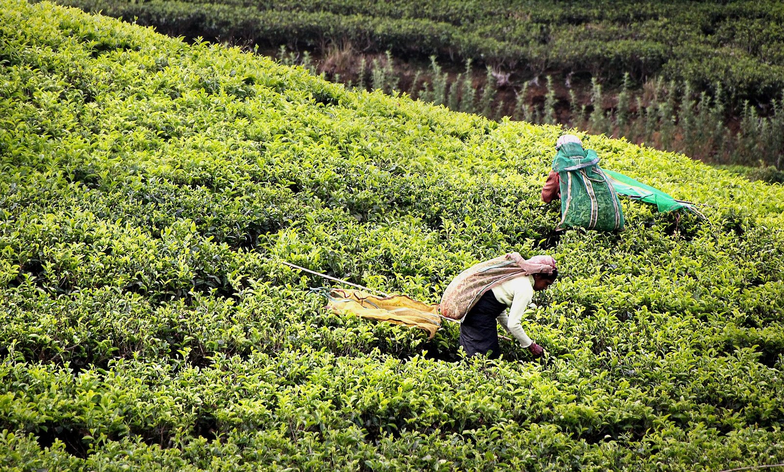 gregmontani tea harvest 2132767 1920